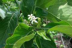 Morinda pubescens